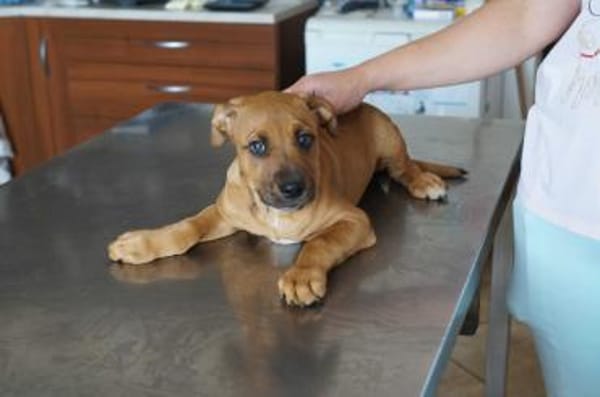 Tyson ❤