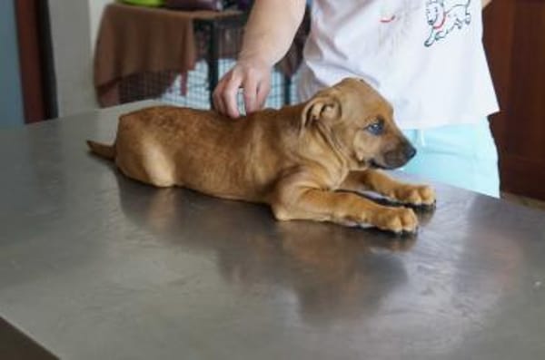 Tyson ❤