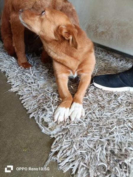JOEY 💙 möchte einfach Spass haben