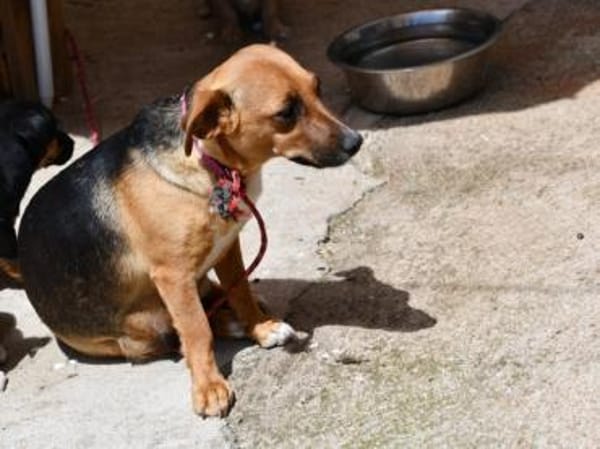 Polpetta sucht liebevolles Zuhause