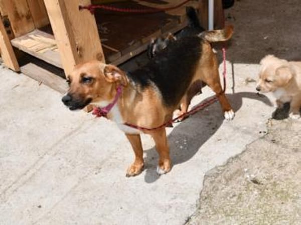Polpetta sucht liebevolles Zuhause