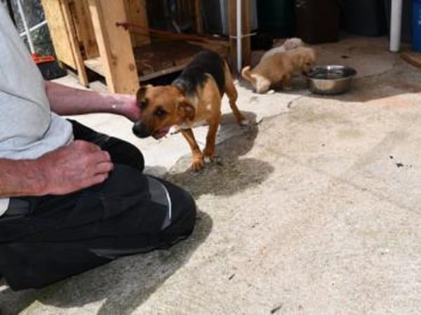 Polpetta sucht liebevolles Zuhause