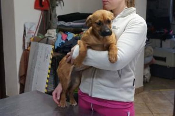 Mona ❤ Schutzgebühr 500 Euro
