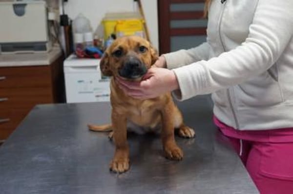 Mona ❤ Schutzgebühr 500 Euro