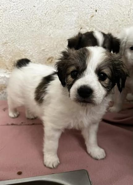 Elfie Mix Hündin 3,5 Monate alt in 41751