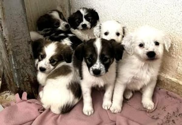 Elfie Mix Hündin 3,5 Monate alt in 41751
