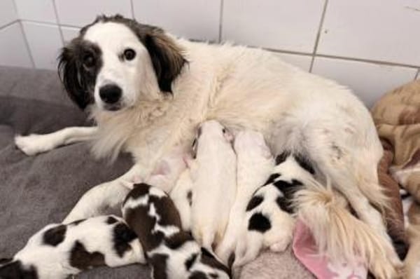 Elfie Mix Hündin 3,5 Monate alt in 41751