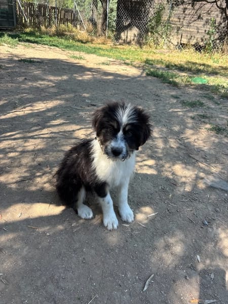 Kala