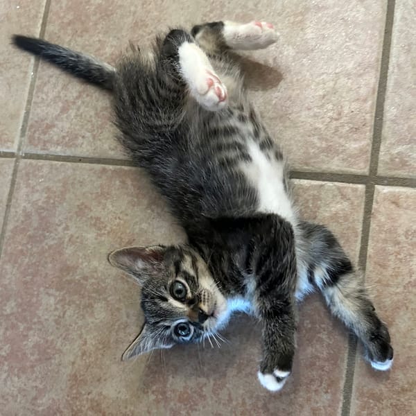 ATCHOUM
