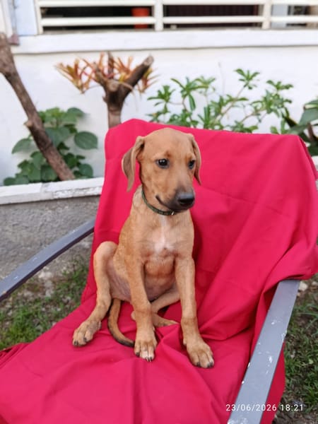ZIGGY, CHIOT MÂLE BERGER CRÉOLE