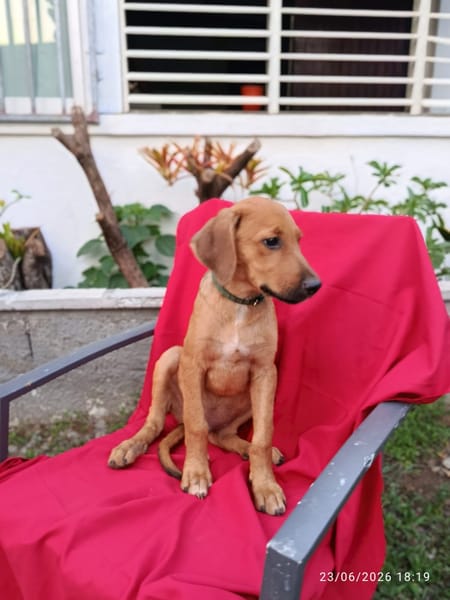 ZIGGY, CHIOT MÂLE BERGER CRÉOLE