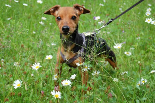 MISS JESSY, treue Begleiterin mit Charme