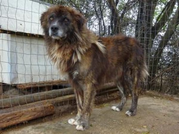 Herzensguter Hundemann JOVAN
