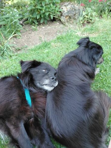 Chewbacca - ist tollpatschig&verschmust