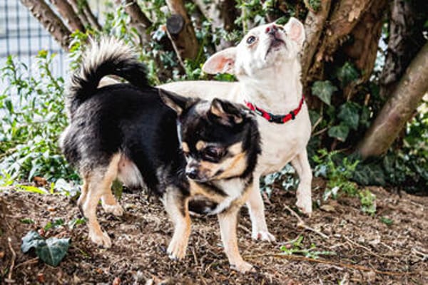 FÜRI und DOBBY-CHI, ein tolles Team