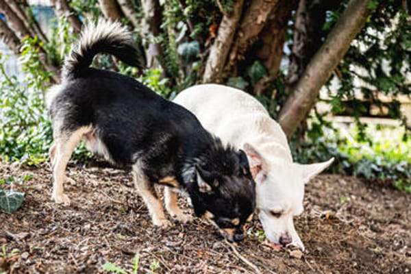 FÜRI und DOBBY-CHI, ein tolles Team