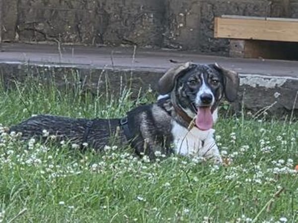 Amea sucht ihre Familie