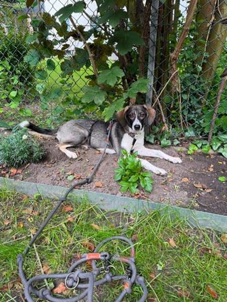 Amea sucht ihre Familie