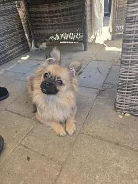 Zauberhafte Chihuahua Mix namens Freya
