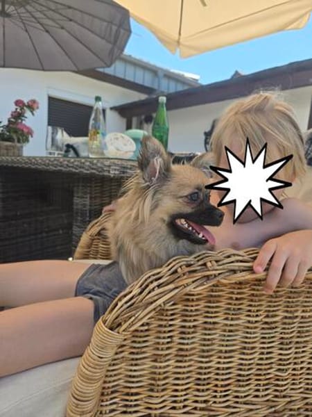 Zauberhafte Chihuahua Mix namens Freya