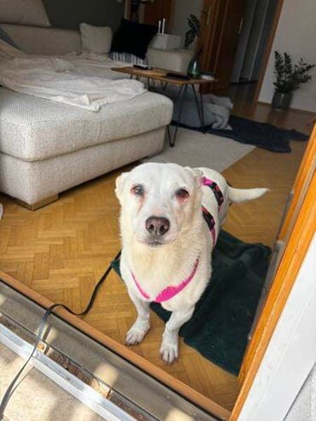 die liebe Gloria sucht ihr Zuhause