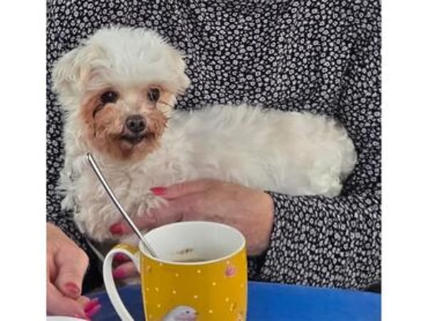 Idefix - wartet in 32602 Vlotho