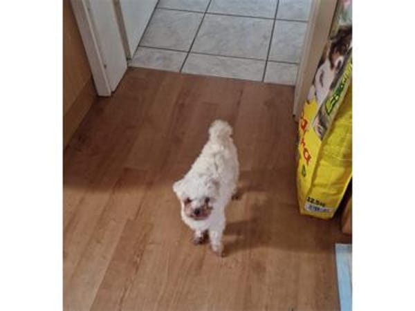 Idefix - wartet in 32602 Vlotho