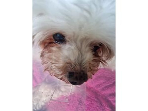 Idefix - wartet in 32602 Vlotho