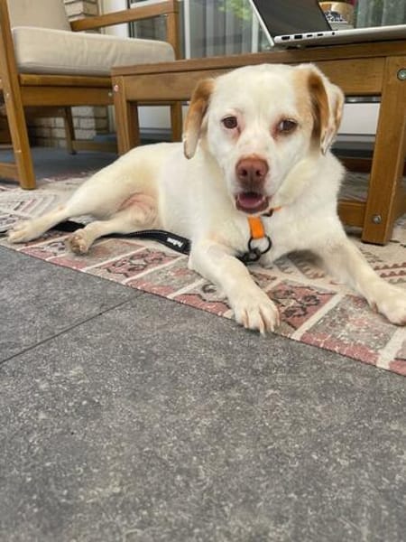 Duke sucht sein Für-immer-Zuhause