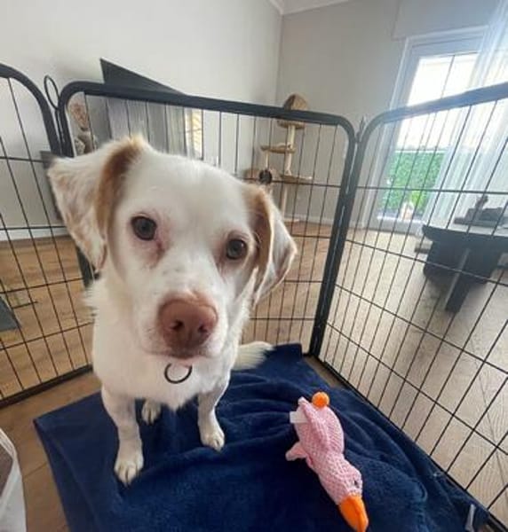 Duke sucht sein Für-immer-Zuhause