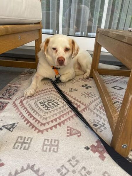 Duke sucht sein Für-immer-Zuhause