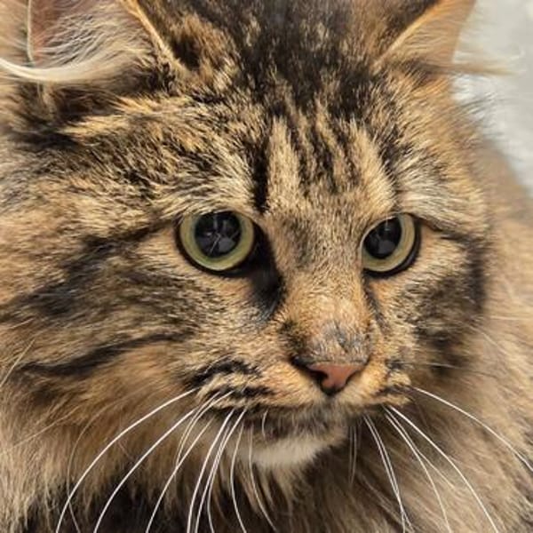 Katze Greta sucht Dich zum kuscheln