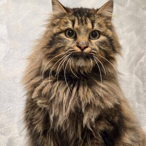 Katze Greta sucht Dich zum kuscheln