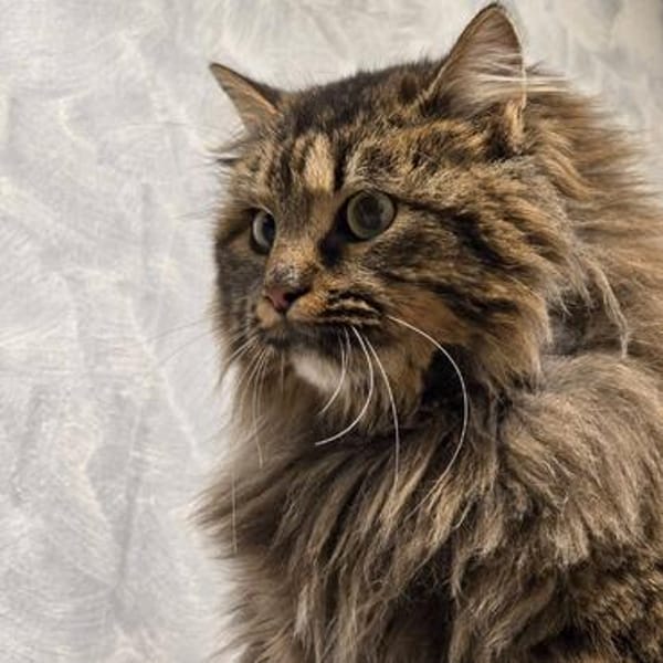 Katze Greta sucht Dich zum kuscheln