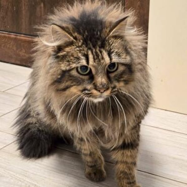 Katze Greta sucht Dich zum kuscheln