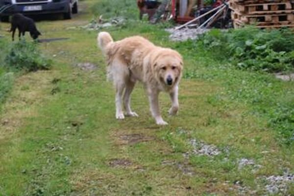 Jazz - kinderlieber Familienhund