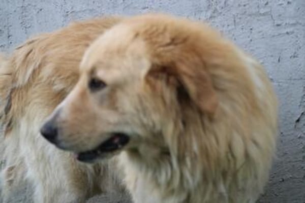 Jazz - kinderlieber Familienhund