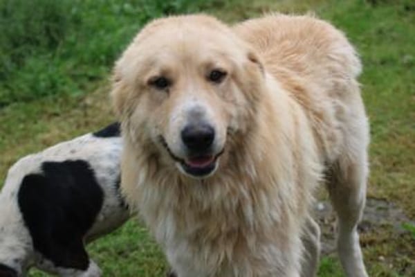 Jazz - kinderlieber Familienhund