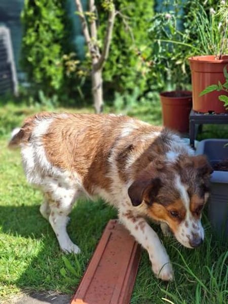 Babette Mix Hündin 4,7 Jahre in 72587