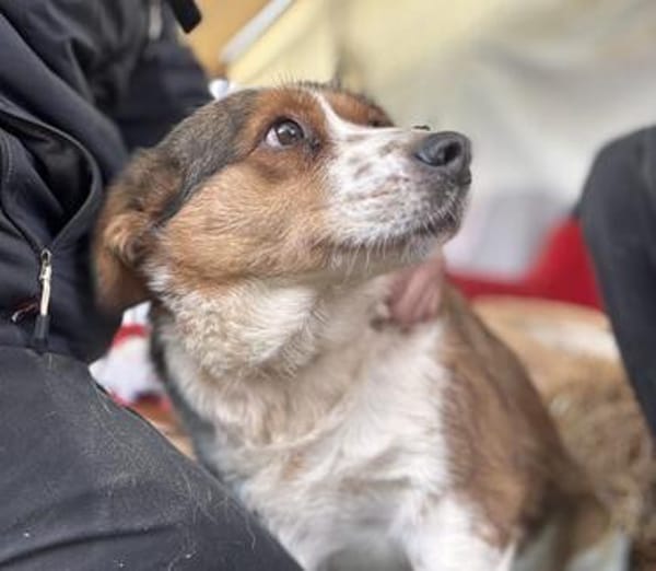 Babette Mix Hündin 4,7 Jahre in 72587