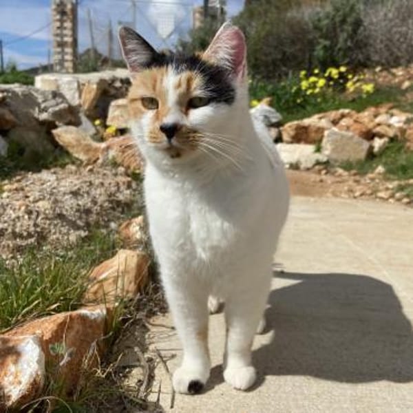 Katze mit Charme
