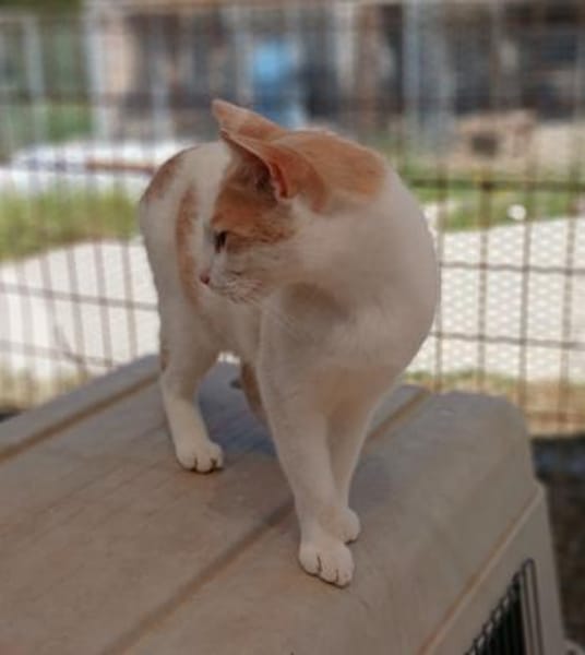 Kater Lukas entdeckt die Welt!