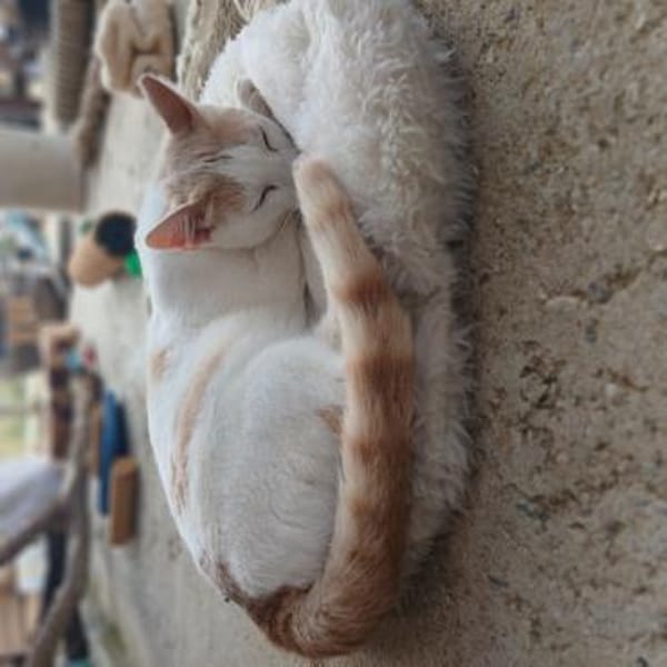 Kater Lukas entdeckt die Welt!