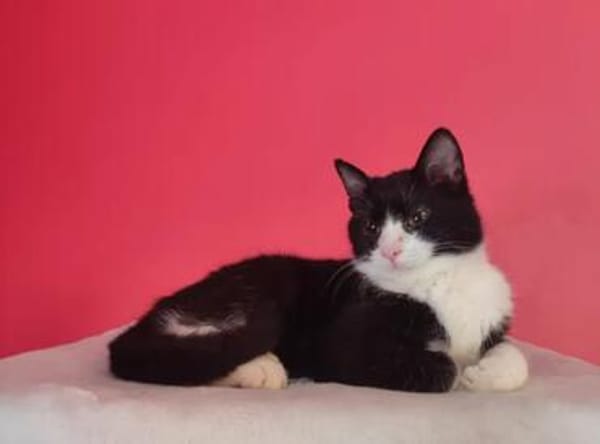 Koda Verspielter Kater sucht Familie