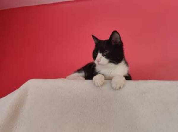 Koda Verspielter Kater sucht Familie