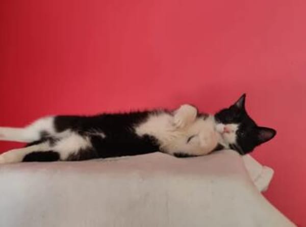 Koda Verspielter Kater sucht Familie