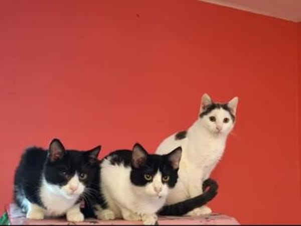 Koda Verspielter Kater sucht Familie