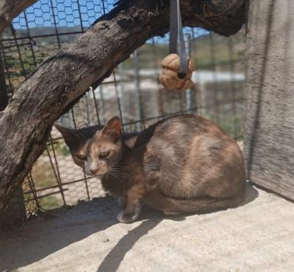 Zarte Lola sucht Zuhause