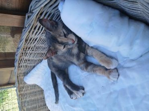 Zarte Lola sucht Zuhause