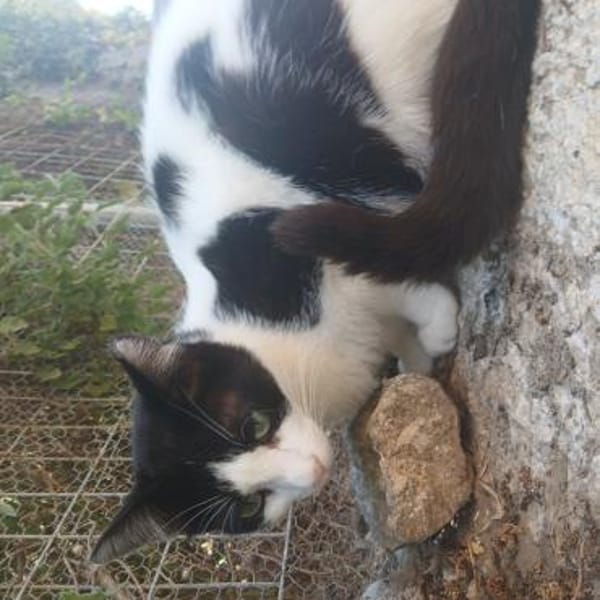 Kleine Two Spot sucht Zuhause!